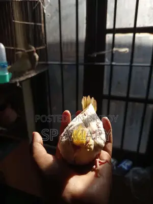 ককাটেল বেবি