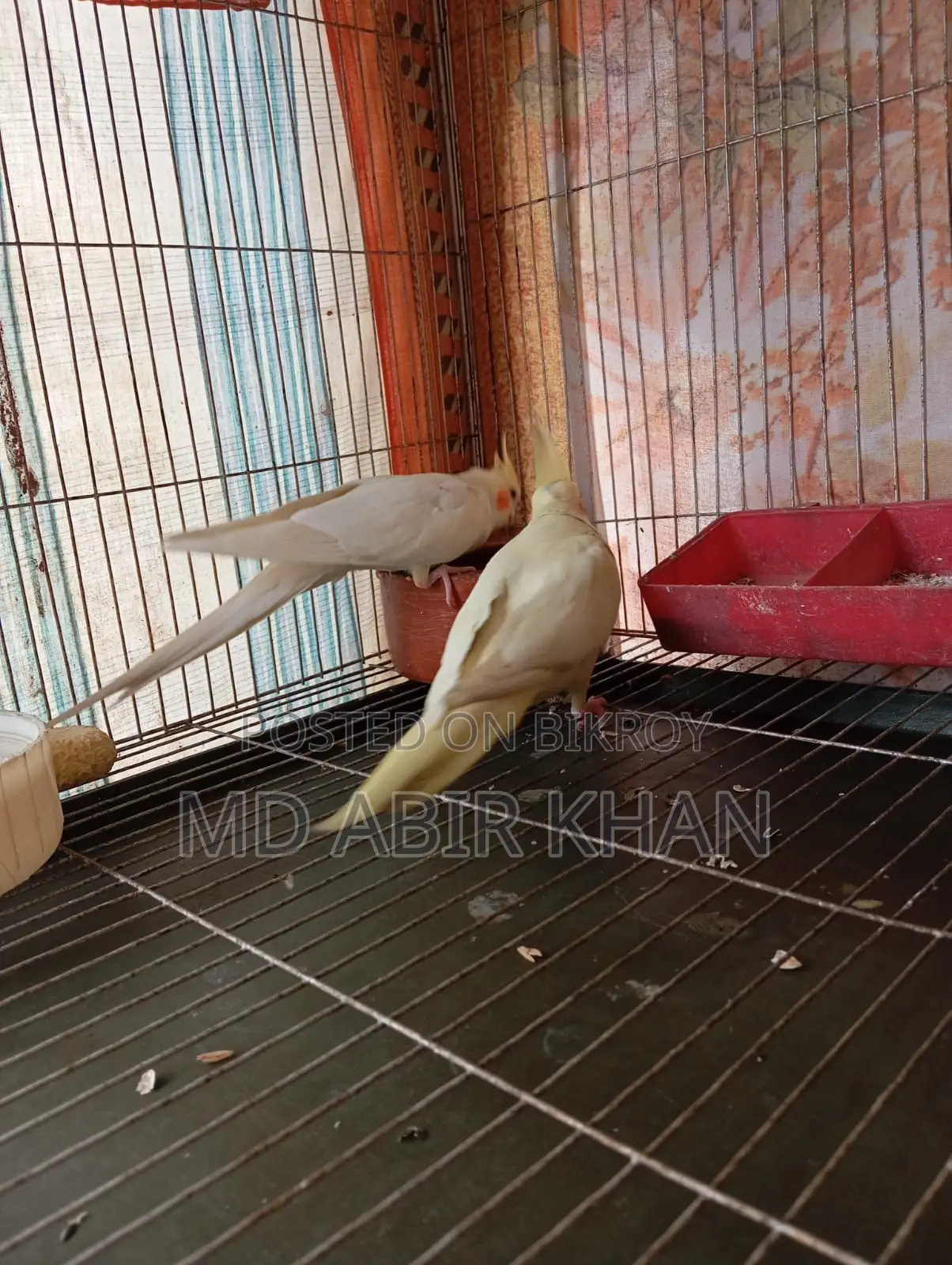 Pet Birds