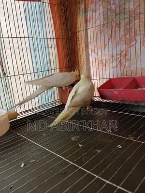 Pet Birds