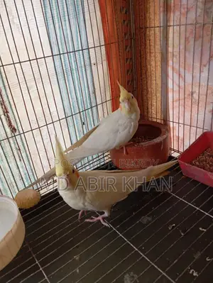 Pet Birds