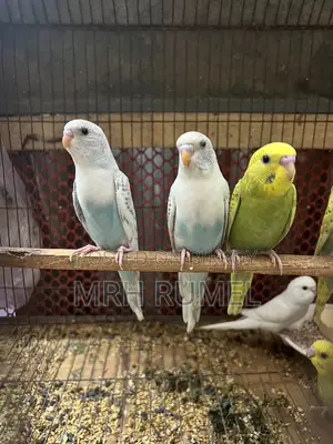 বাজিগর পাখি