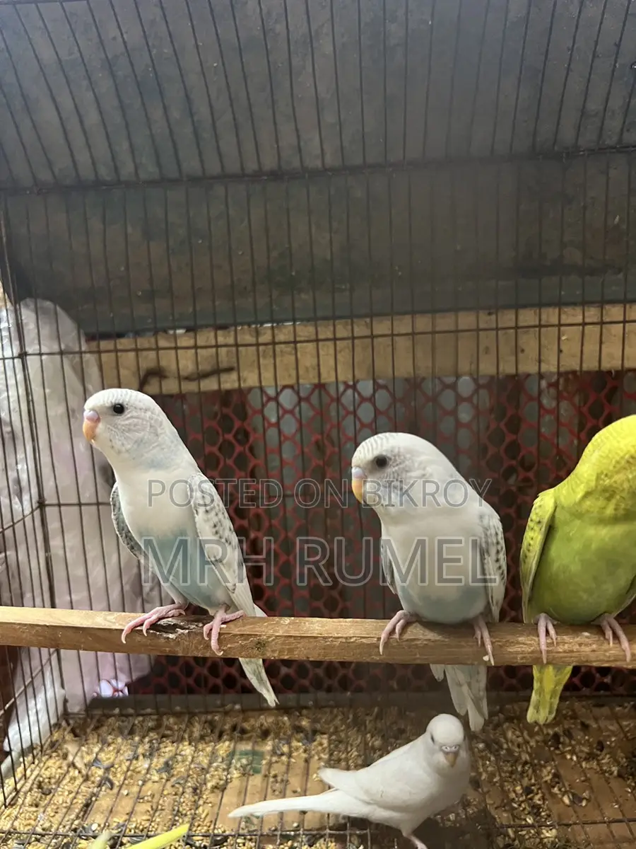 বাজিগর পাখি