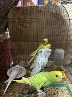 বাজিগর পাখি