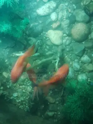 Golden Fish