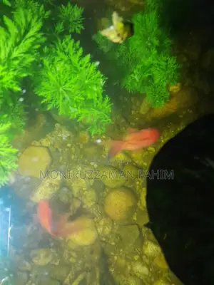 Golden Fish