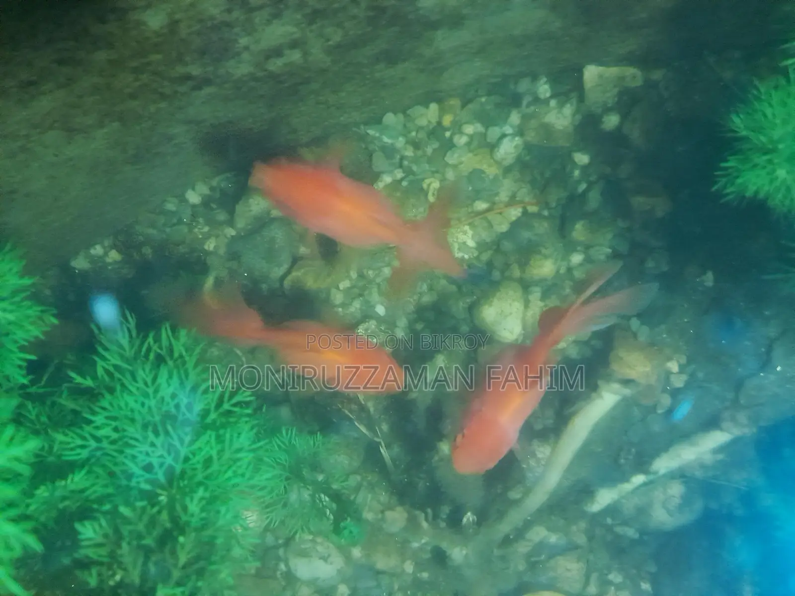 Golden Fish