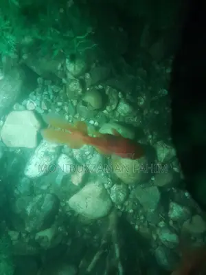 Golden Fish