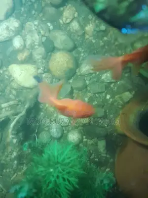 Golden Fish