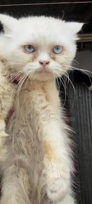 Pure Persian and Mix Cat for Sale