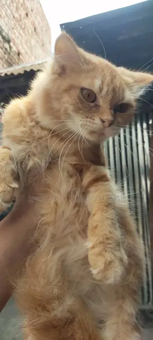 Pure Persian and Mix Cat for Sale
