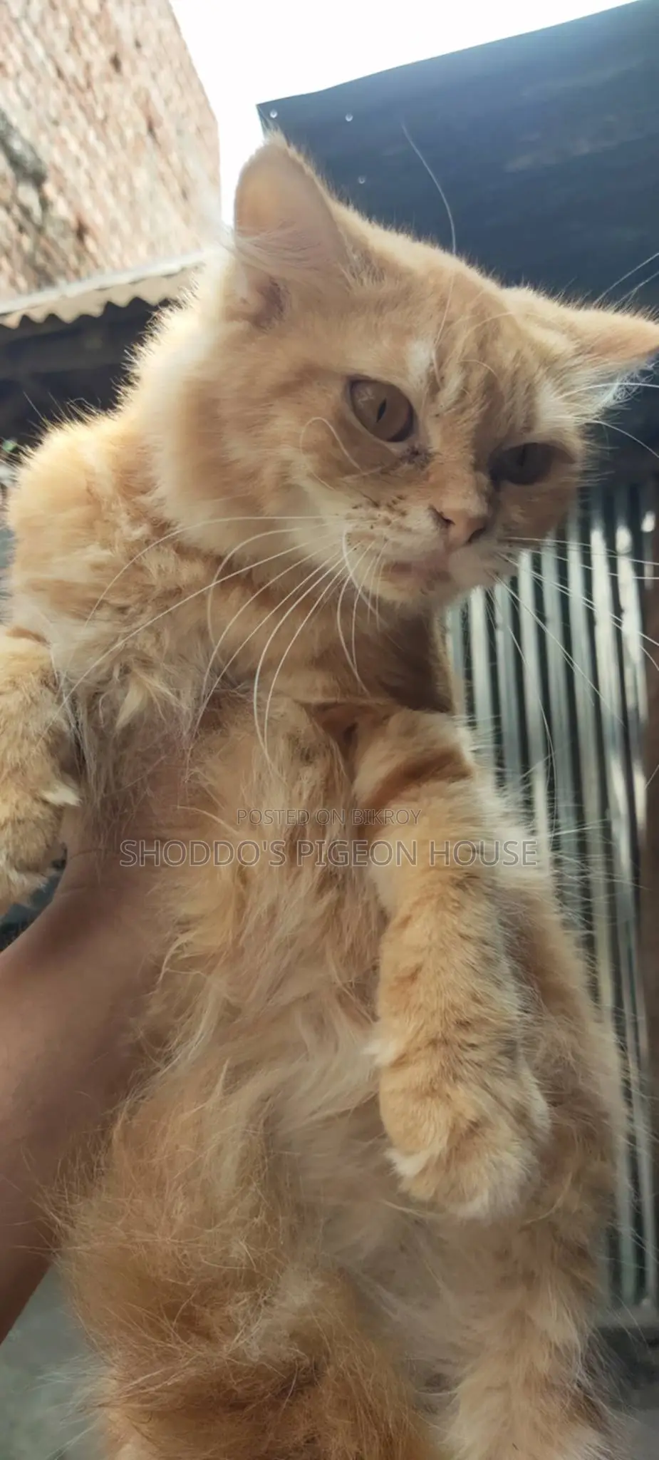 Pure Persian and Mix Cat for Sale