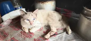 Pure Persian and Mix Cat for Sale
