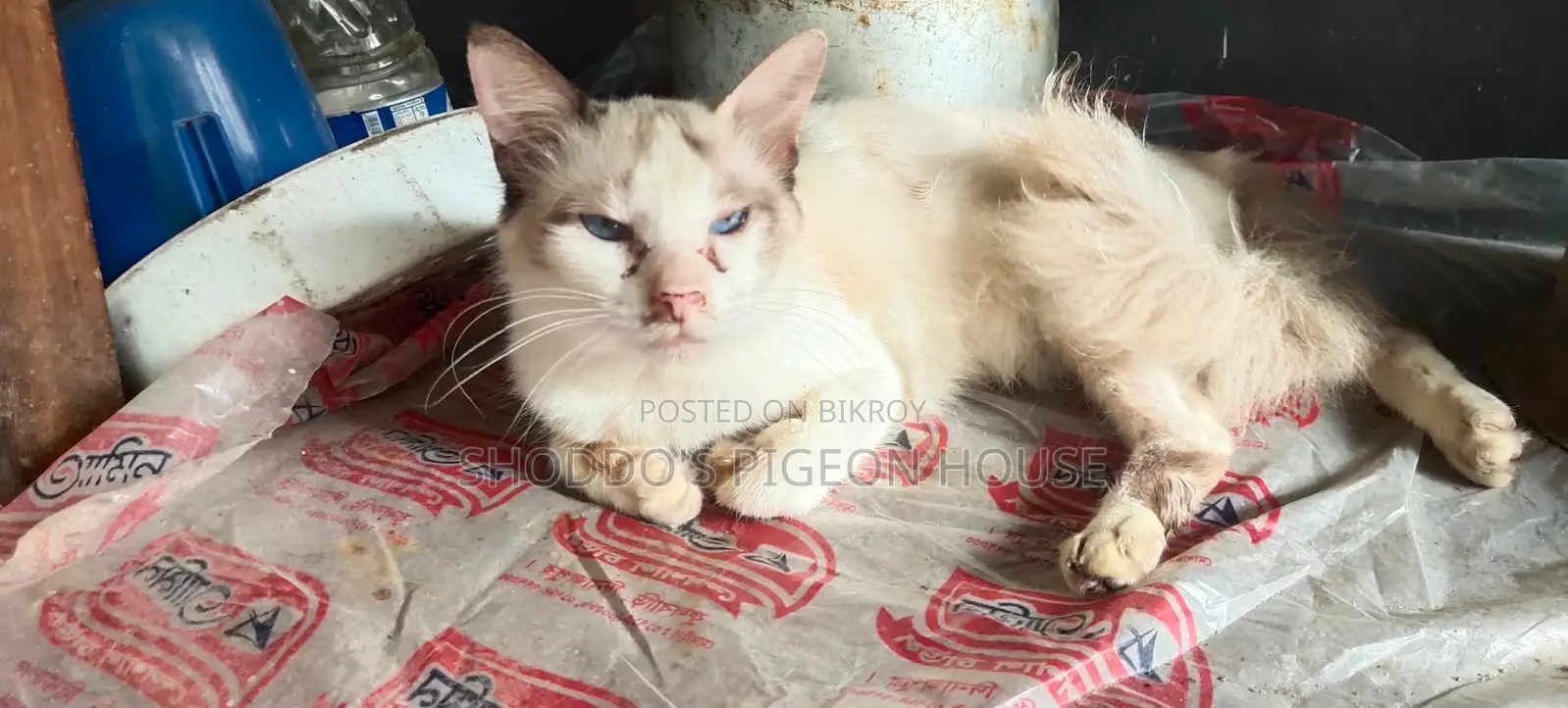 Pure Persian and Mix Cat for Sale