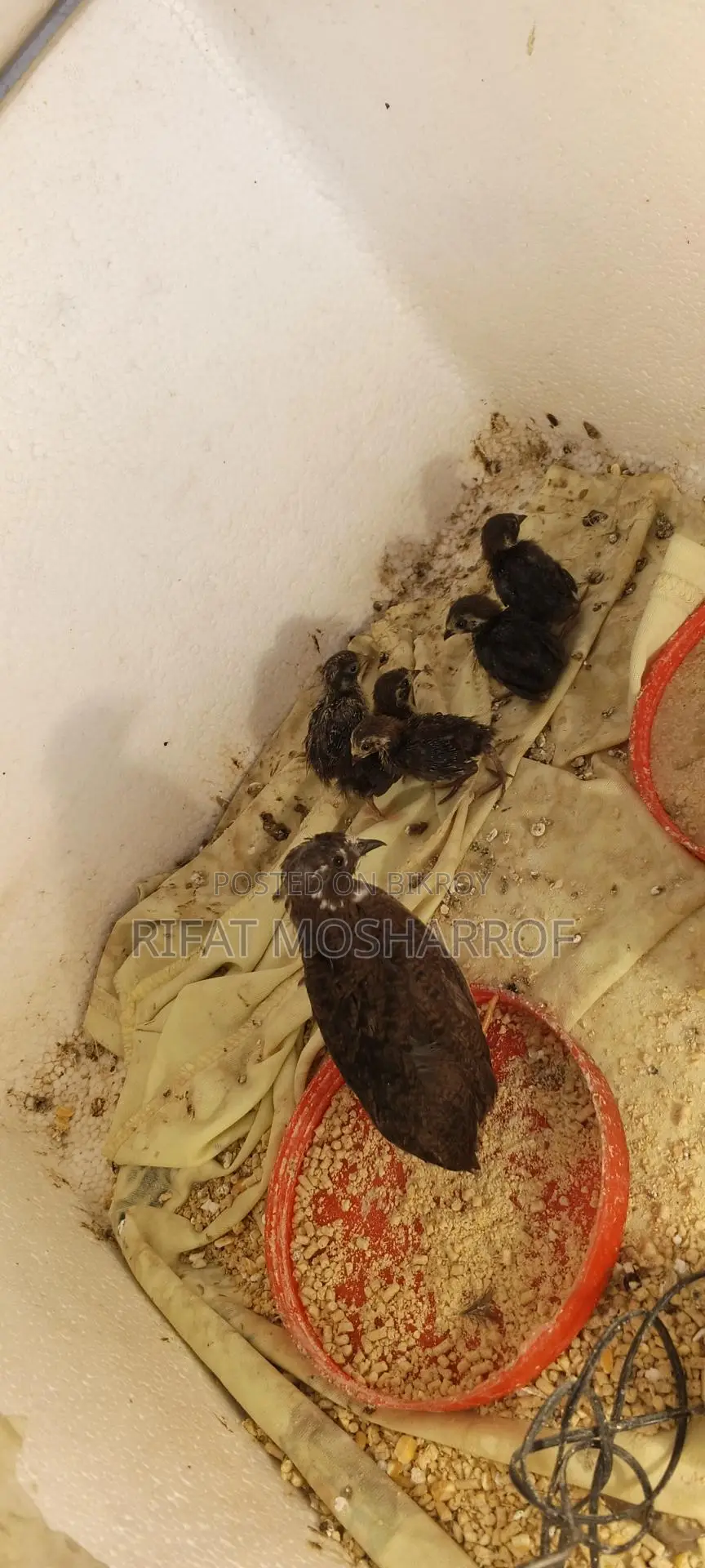 King Quail with chicks