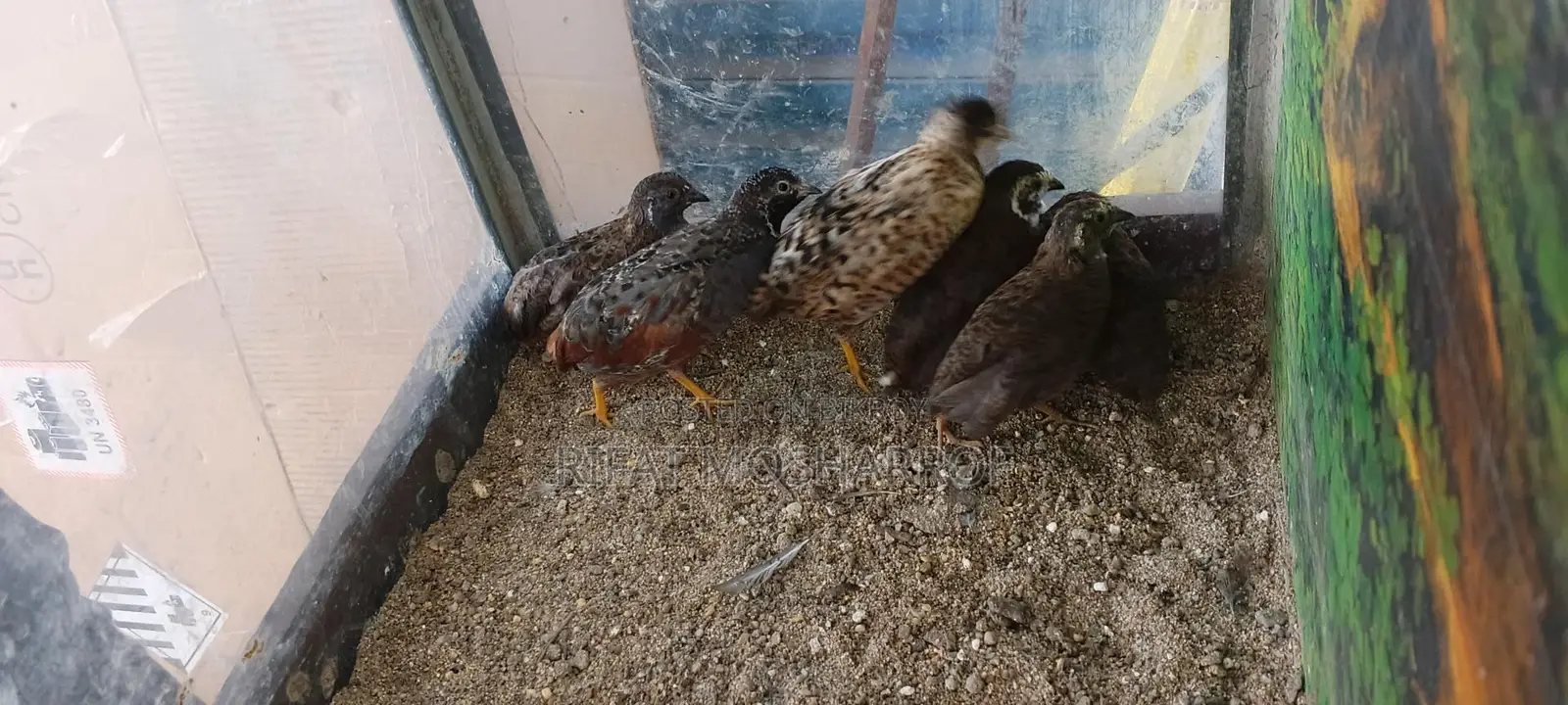King Quail with chicks