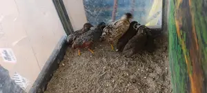 King Quail with chicks