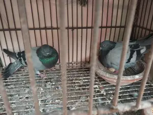 Kobutar