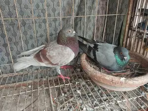 Kobutar