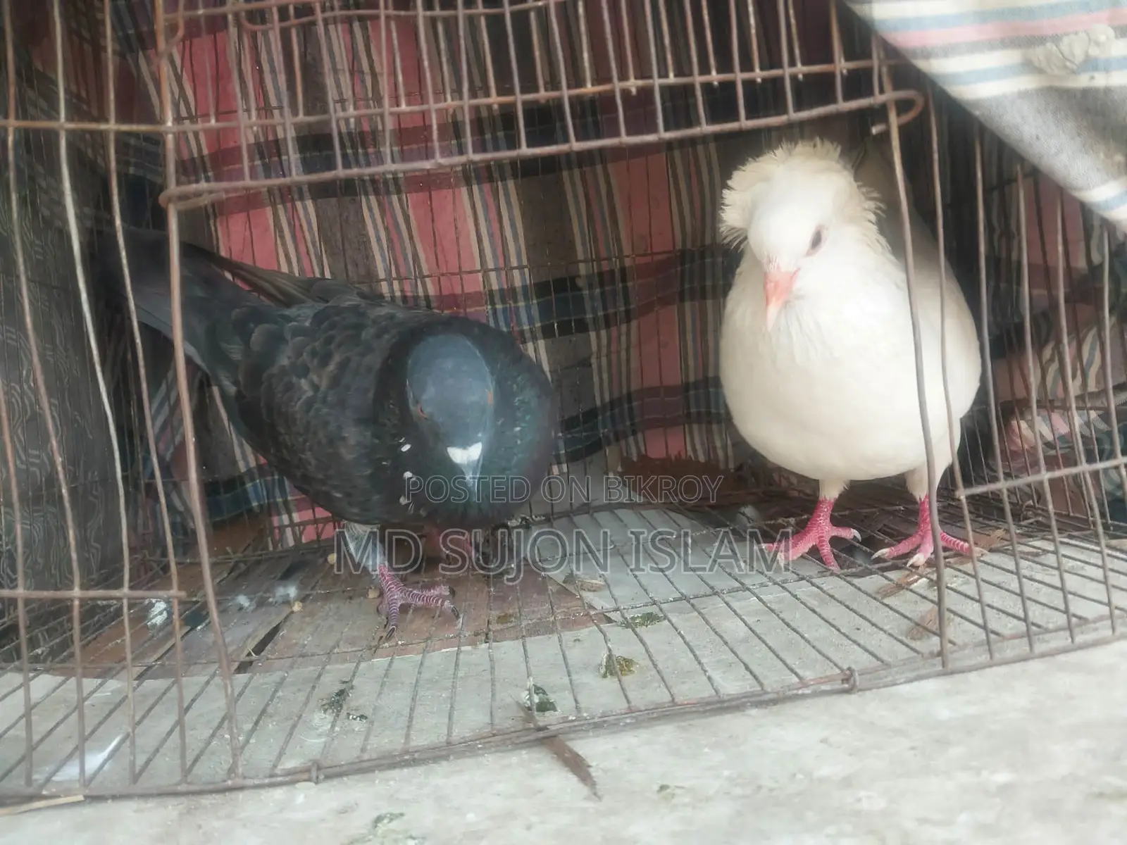 Kobutar