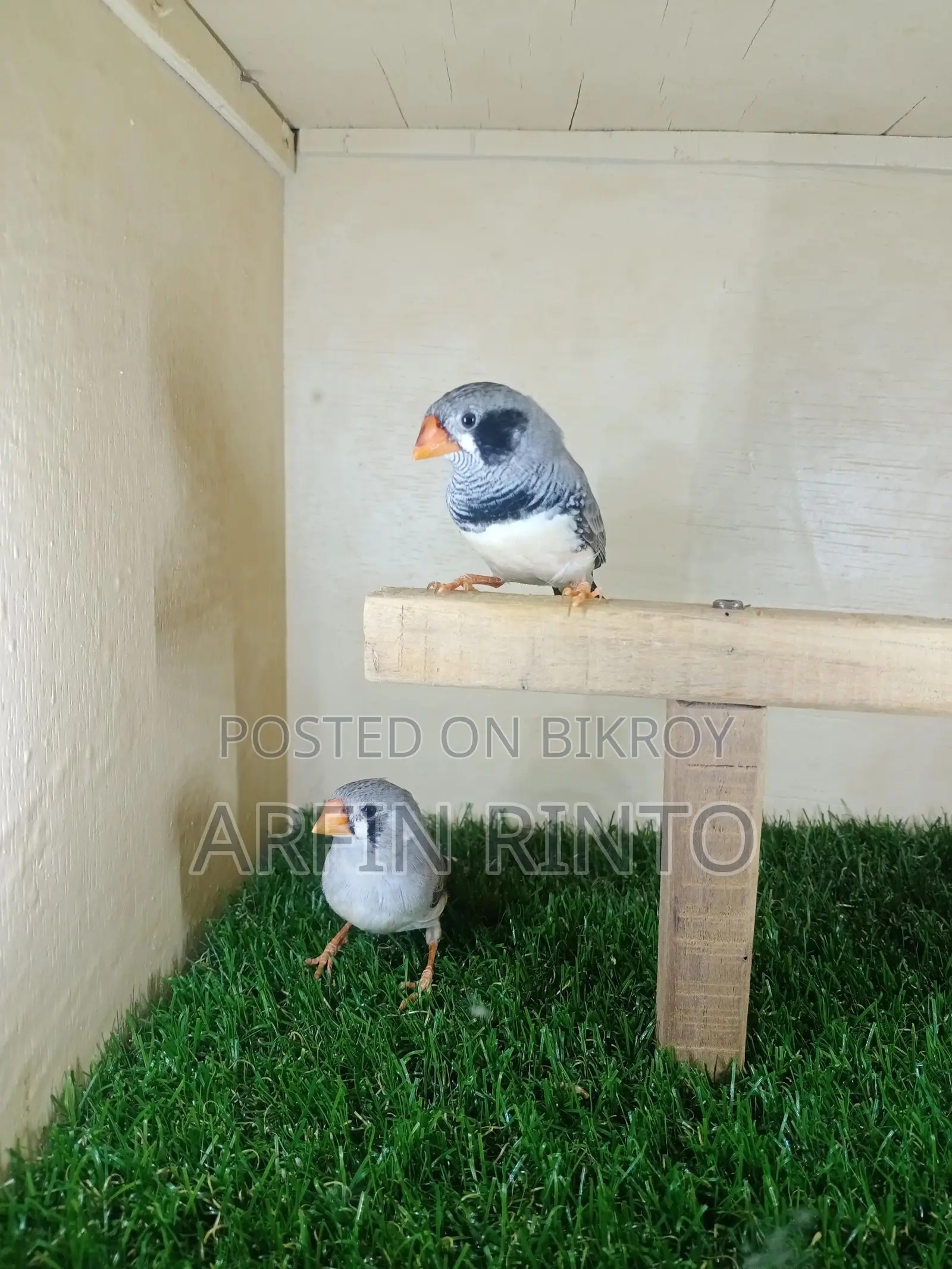 Birds for sale