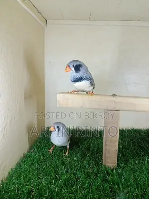 Birds for sale