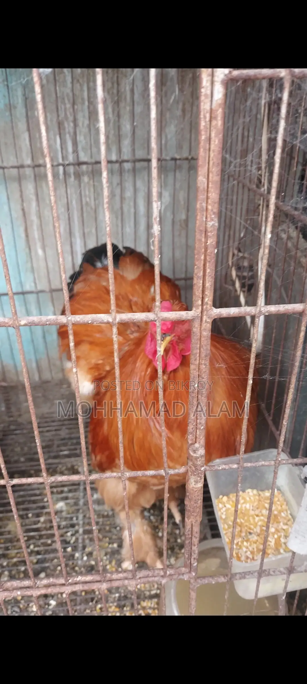 সৌখিন মুরগি ব্রাহামা সিল্কি বিজ ডিম বাচ্চা