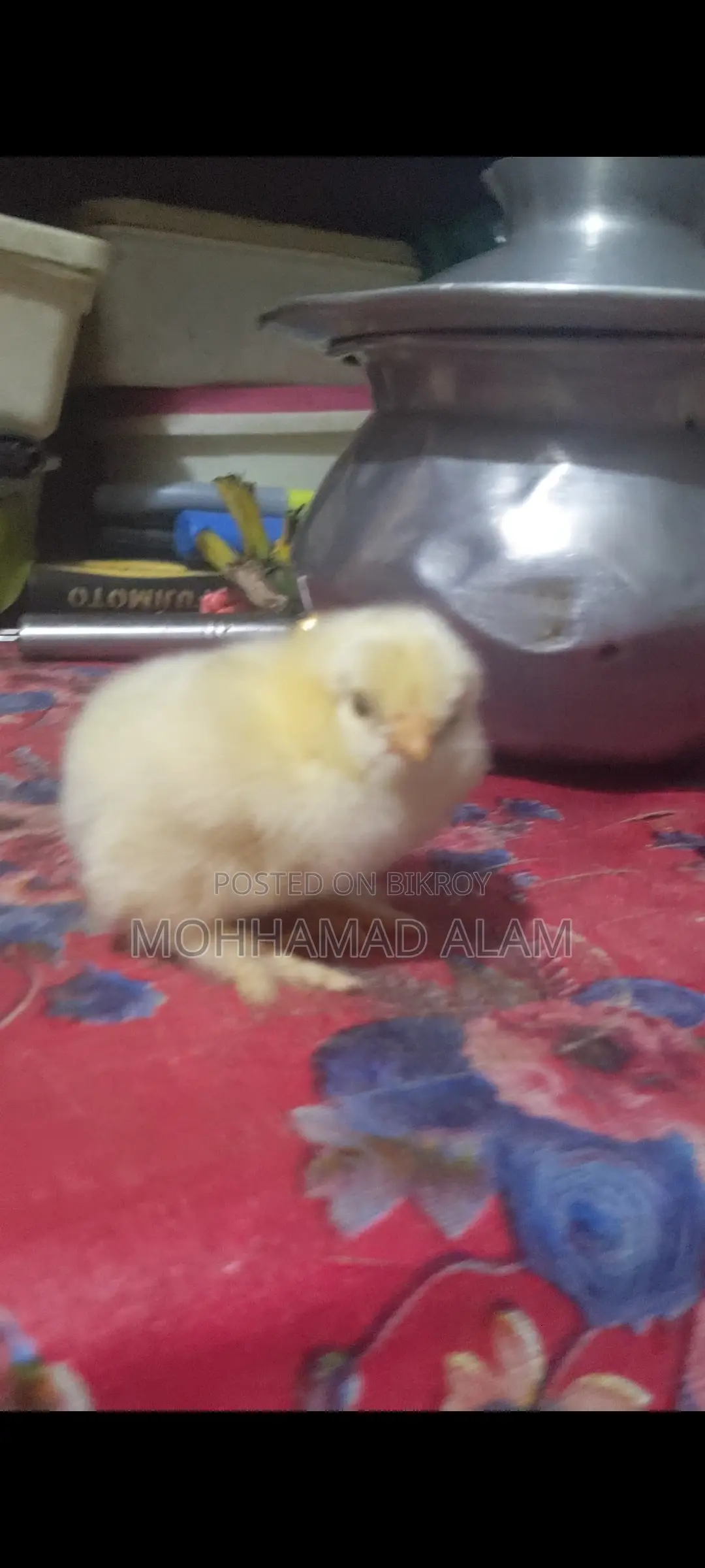 সৌখিন মুরগি ব্রাহামা সিল্কি বিজ ডিম বাচ্চা