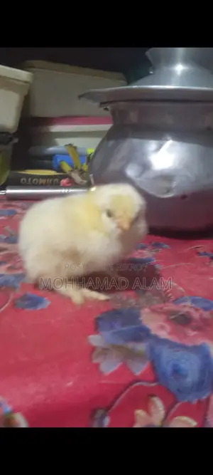 সৌখিন মুরগি ব্রাহামা সিল্কি বিজ ডিম বাচ্চা