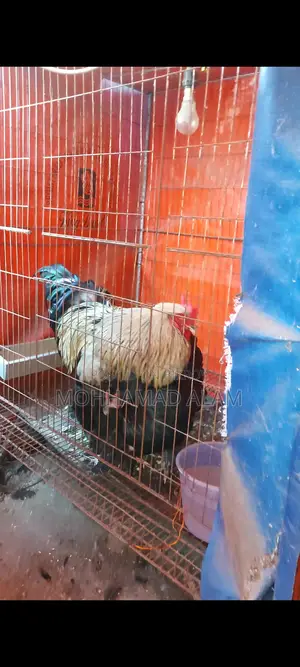 সৌখিন মুরগি ব্রাহামা সিল্কি বিজ ডিম বাচ্চা