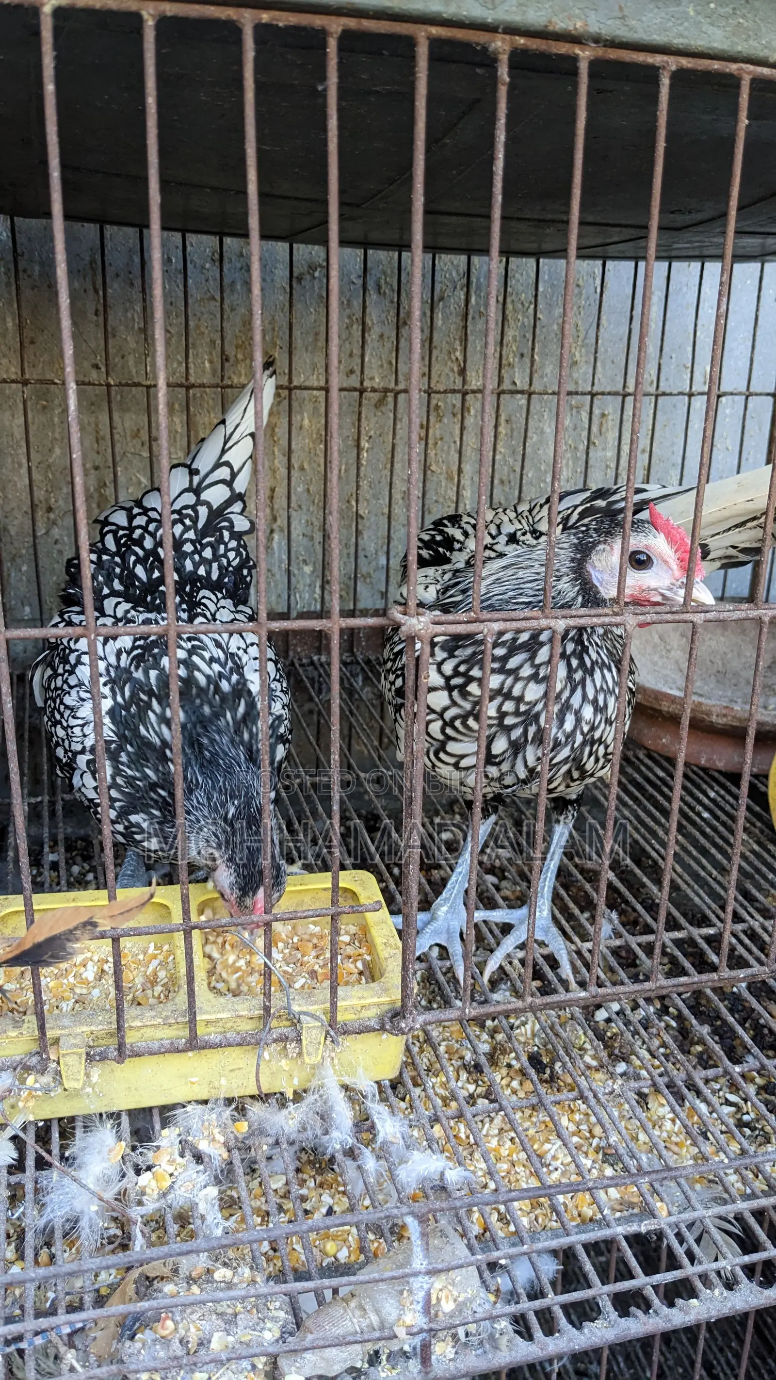 সৌখিন মুরগি ব্রাহামা সিল্কি বিজ ডিম বাচ্চা
