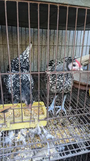 সৌখিন মুরগি ব্রাহামা সিল্কি বিজ ডিম বাচ্চা
