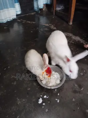Rabbits for sale