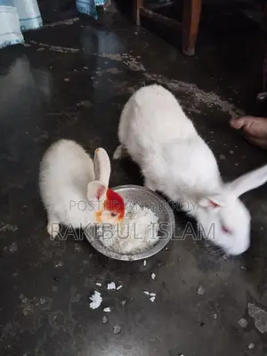 Rabbits for sale