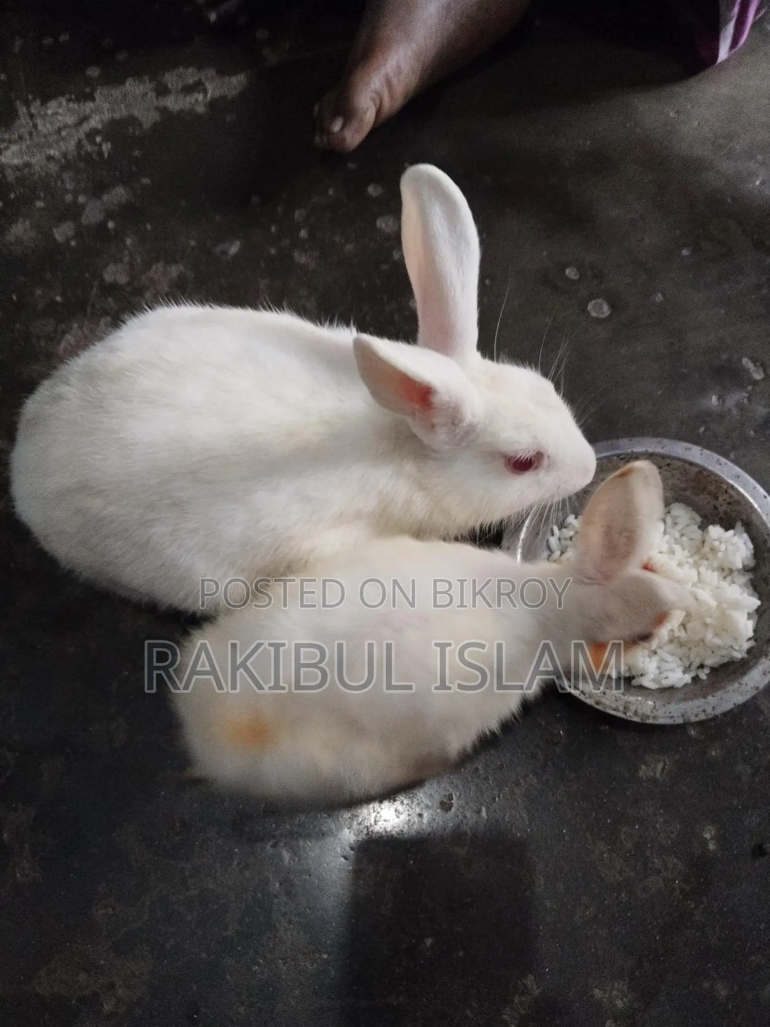 Rabbits for sale