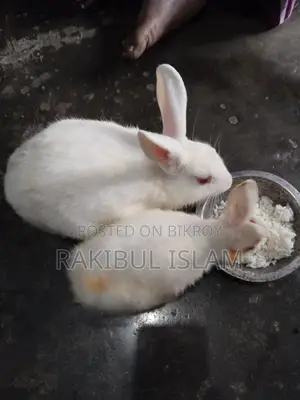 Rabbits for sale