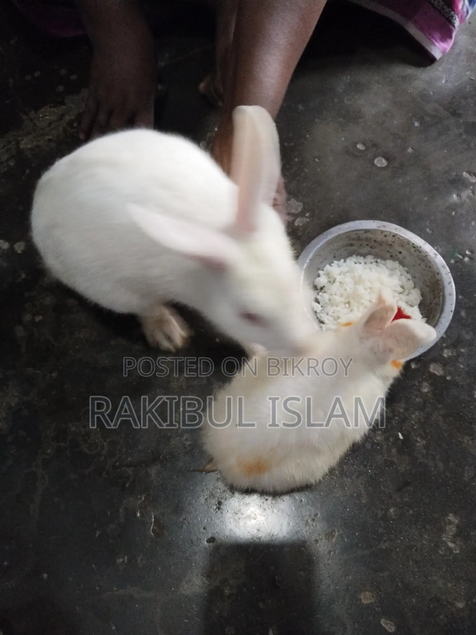 Rabbits for sale