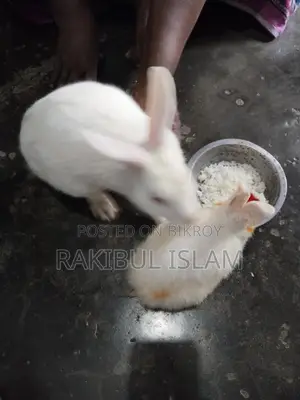 Rabbits for sale