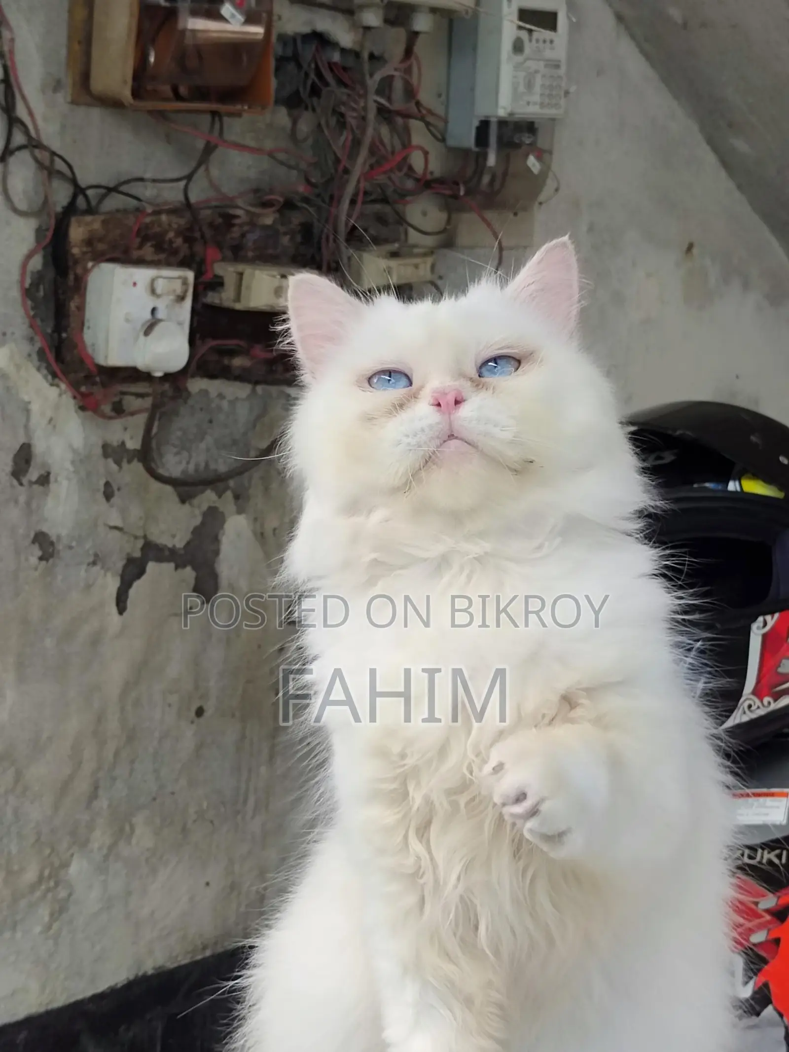Persian Blue-Eyed Male Cat
