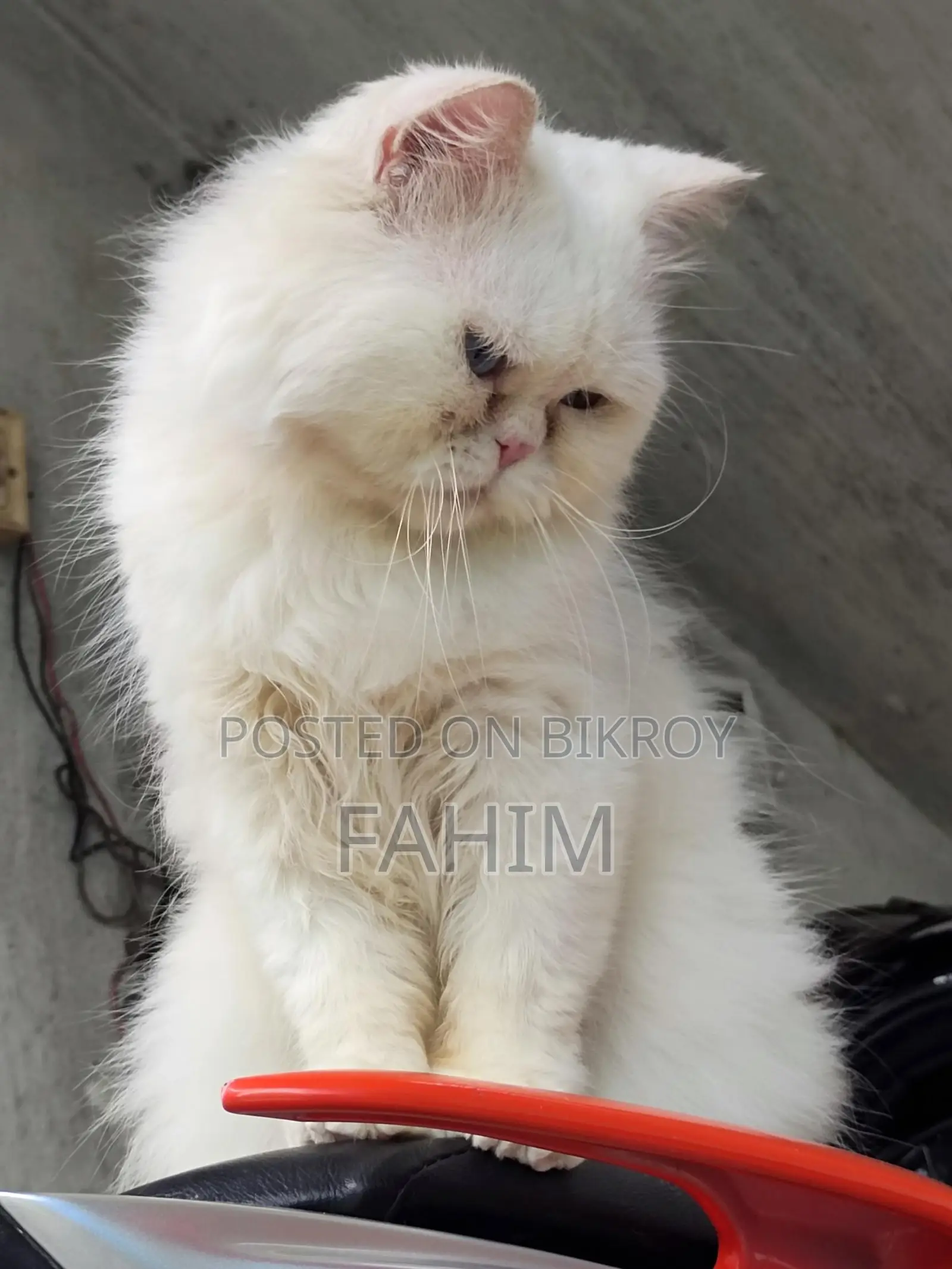 Persian Blue-Eyed Male Cat