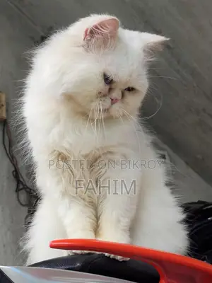 Persian Blue-Eyed Male Cat