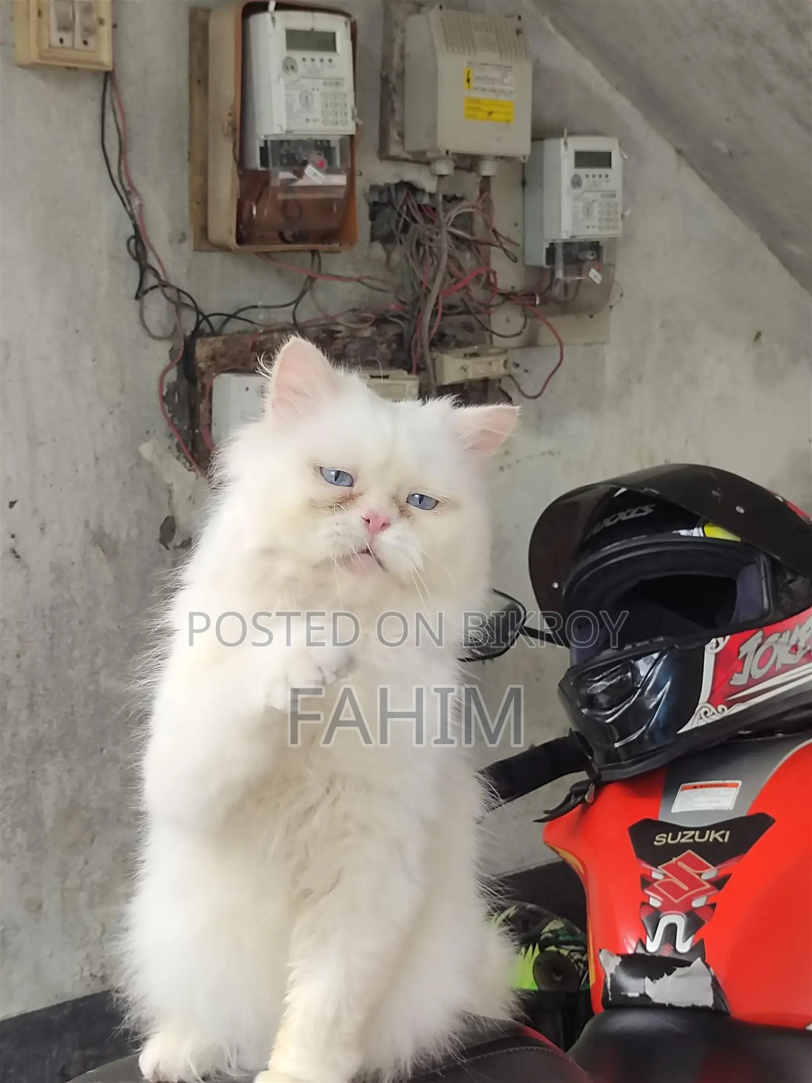 Persian Blue-Eyed Male Cat