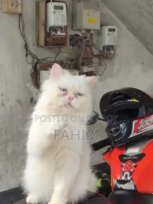 Persian Blue-Eyed Male Cat