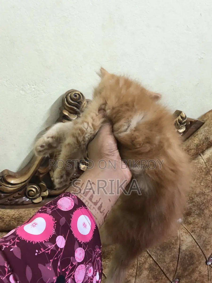 Cat Sale Post