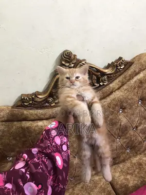 Cat Sale Post