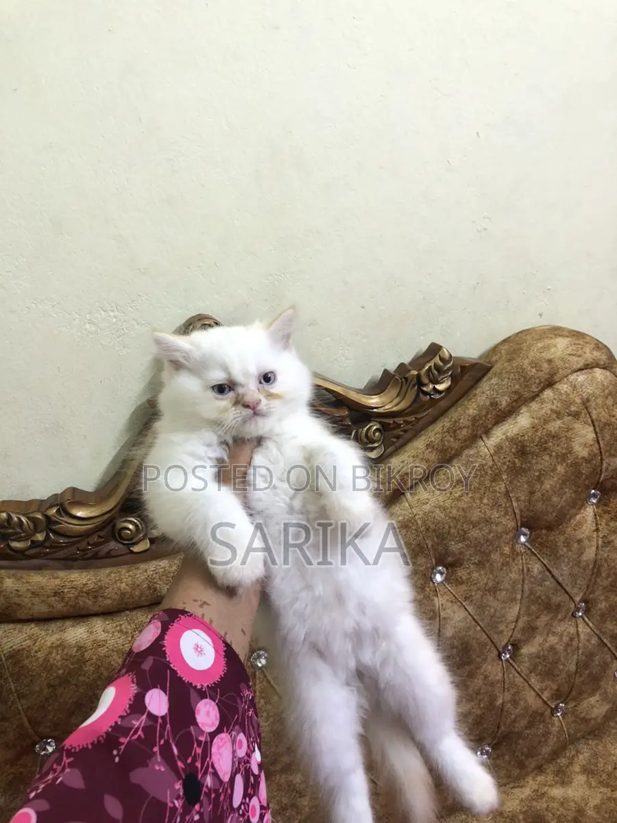 Cat Sale Post