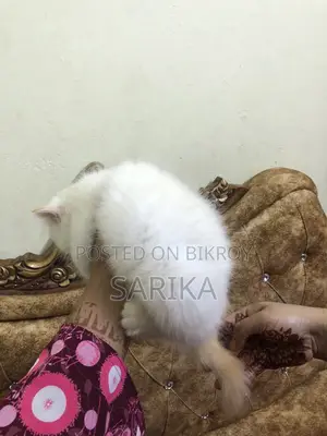 Cat Sale Post