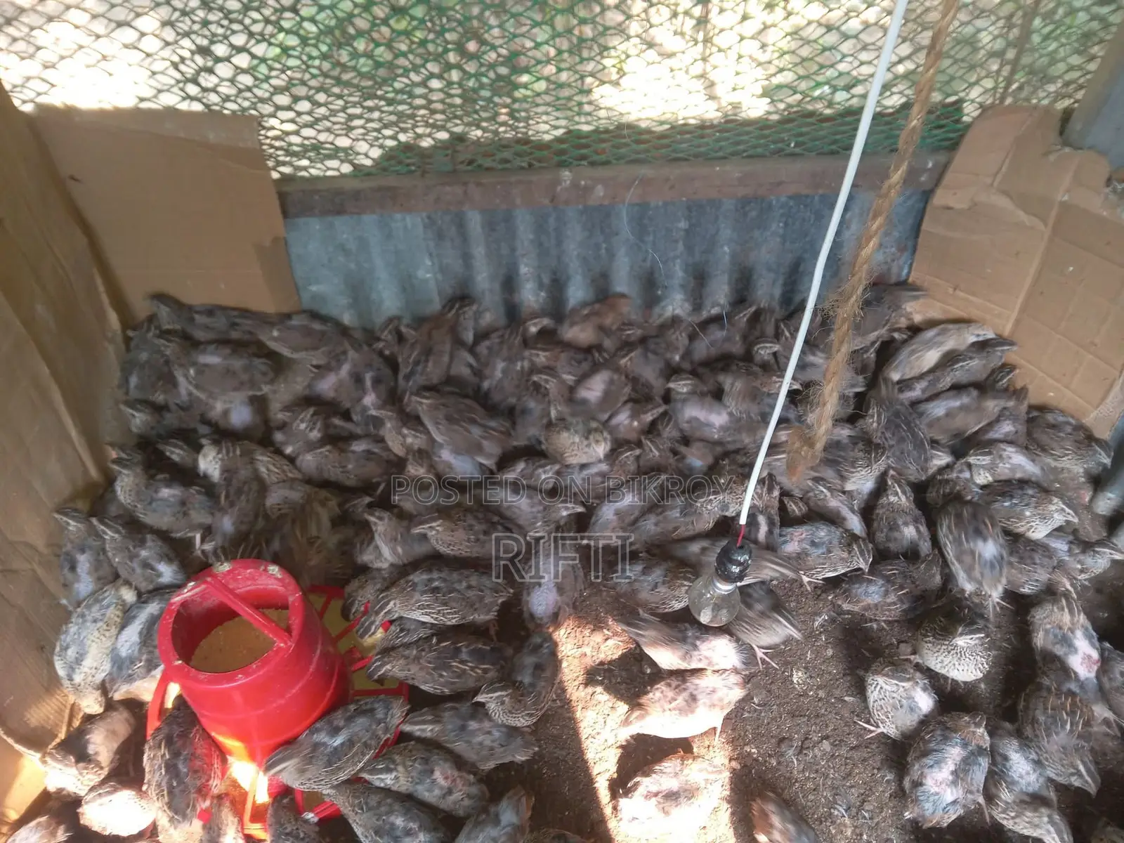 কোয়েল পাখি