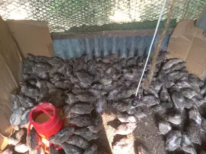 কোয়েল পাখি
