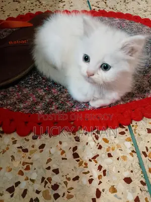 পিওর পার্শিয়ান বিড়াল
