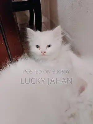 পিওর পার্শিয়ান বিড়াল